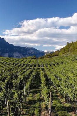 vitigni del trentino