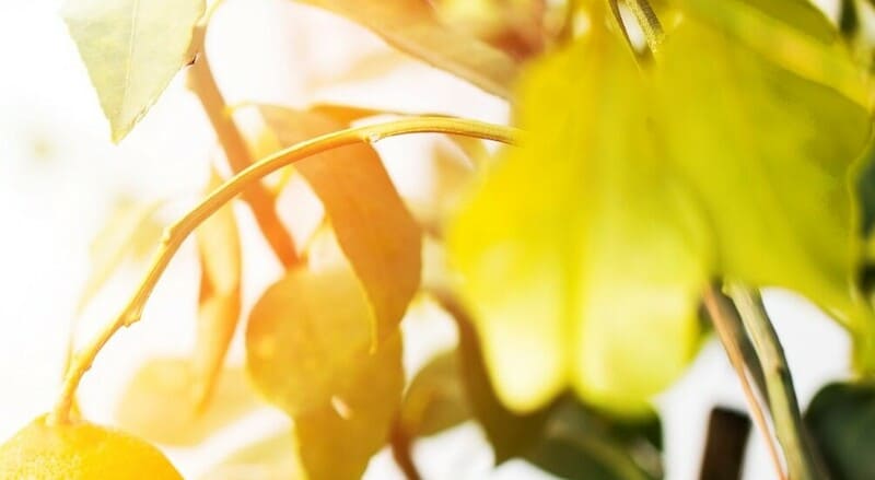 L'importanza degli standard di igiene e sicurezza alimentare si applica a tutti i luoghi di lavoro